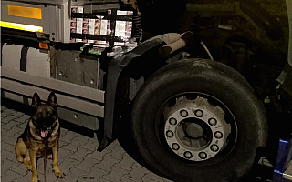 Specjalnie wyszkolone psy w służbie KAS. Udaremniły przemyt prawie 13 tysięcy sztuk papierosów
